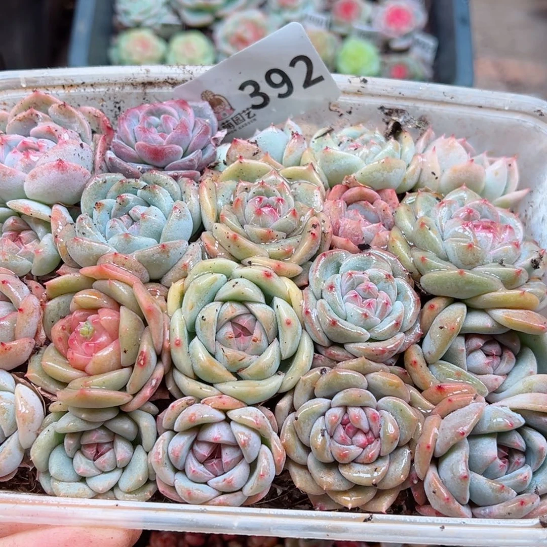 多肉植物多肉植物