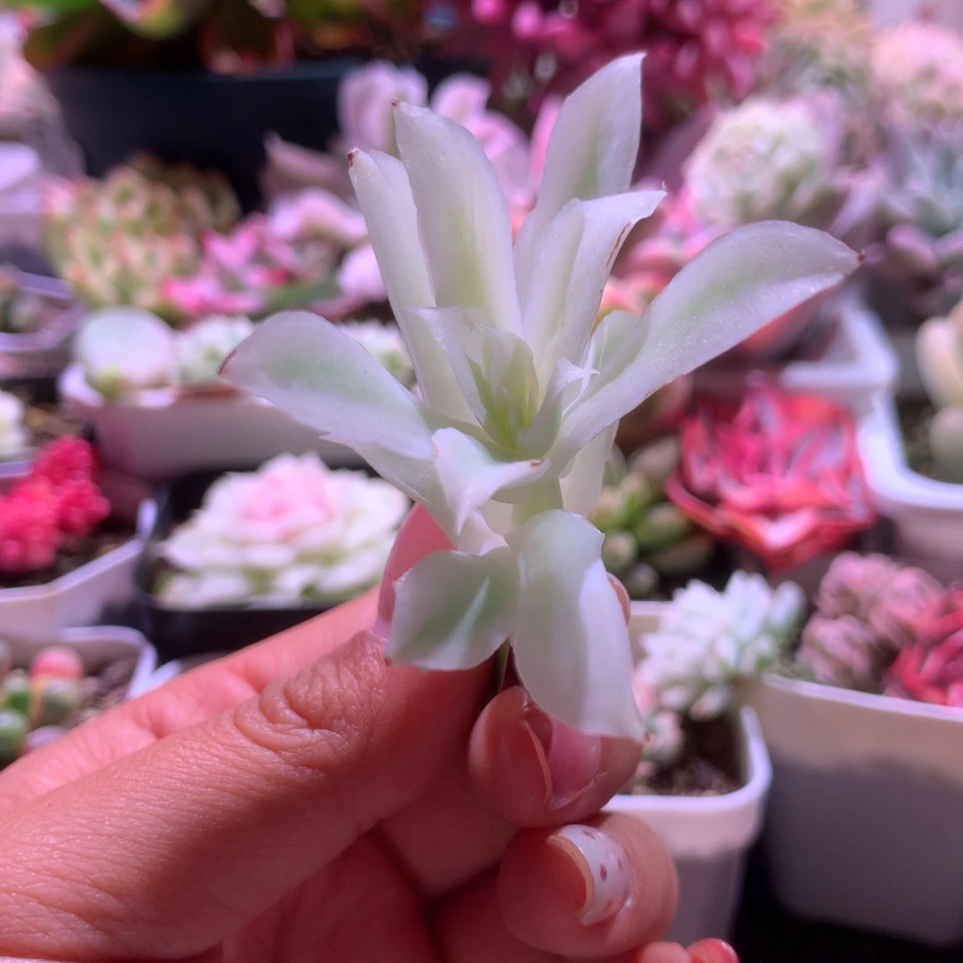 蓝丝绒覆轮锦有杆子