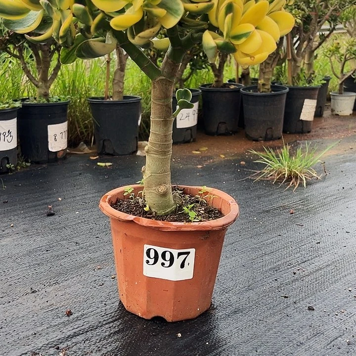 977号新花月景不带盆