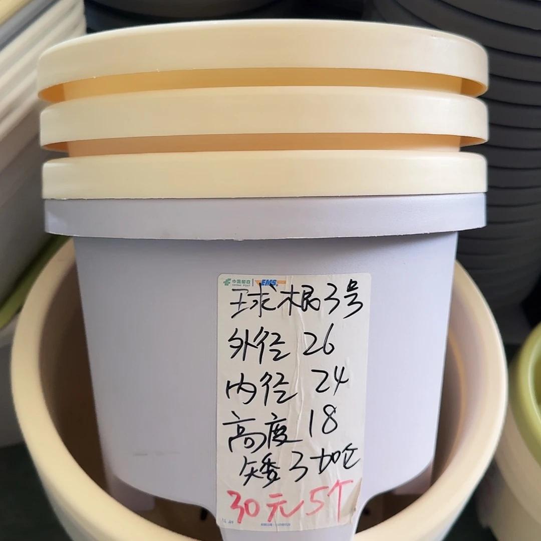 球根3#口径26无拖米黄5个