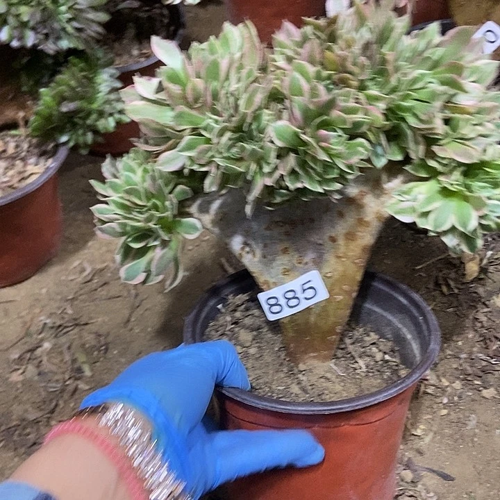 885女神缀化老板子法师