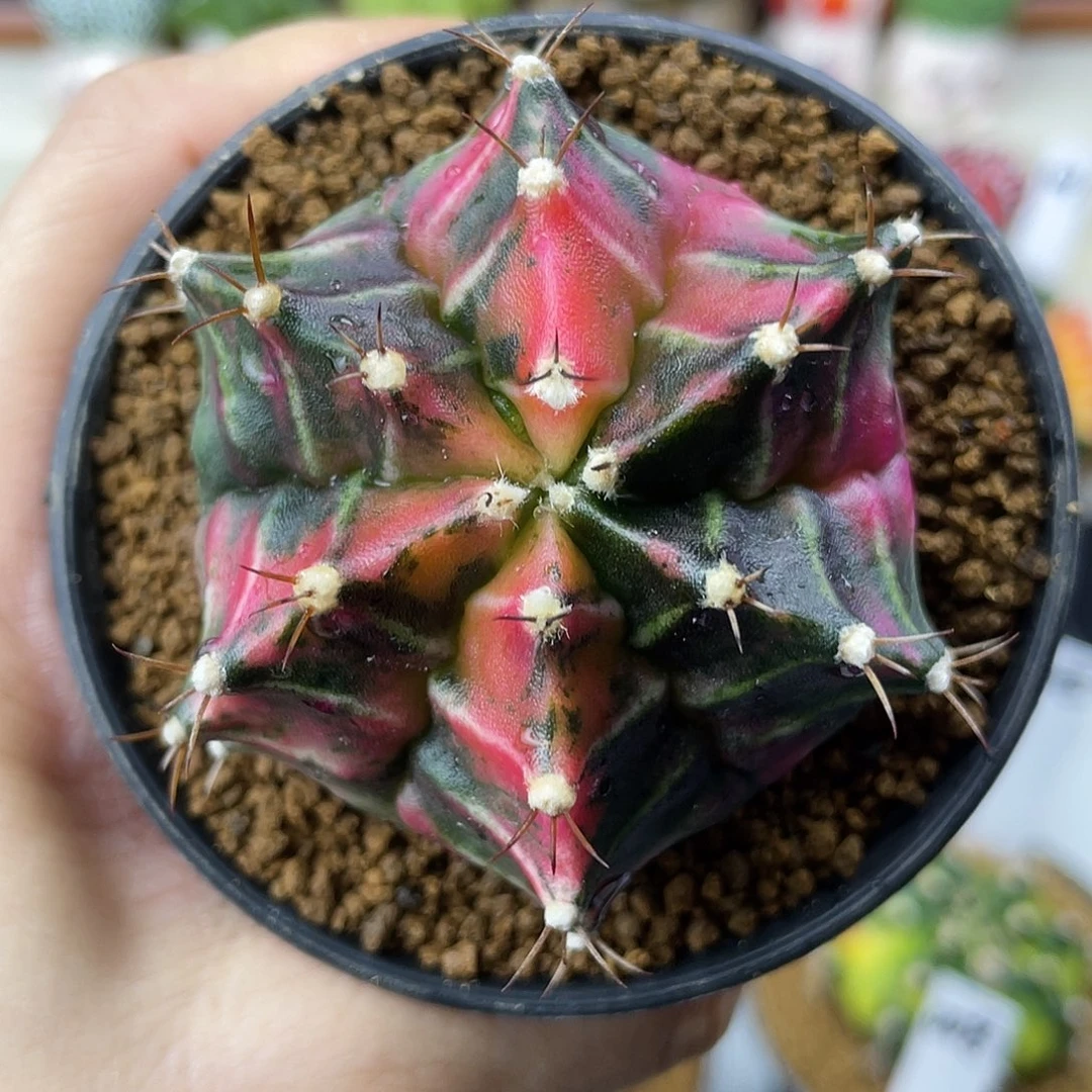 实生 六棱 如同金刚芭比