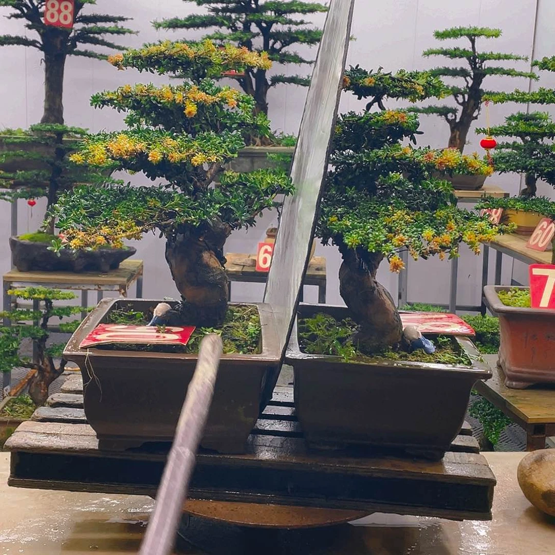 无花朵罗汉松红芽