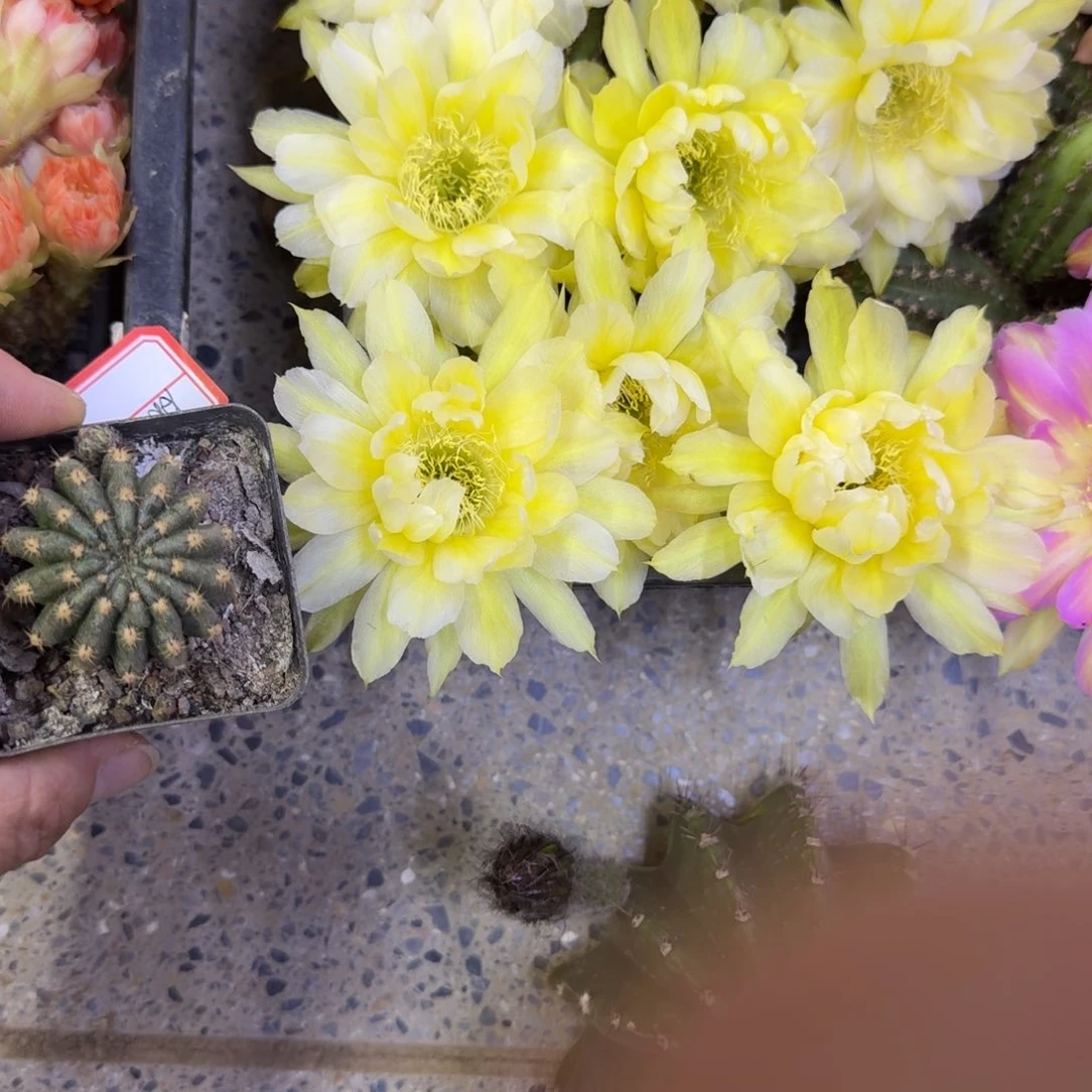 311丽花秋月根发货3公分左右软伤20包邮