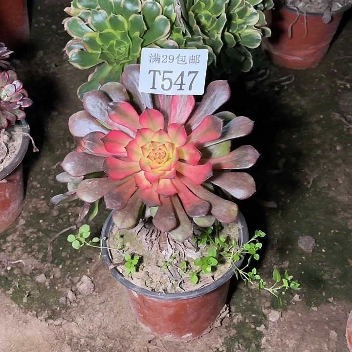 547烟花多肉植物