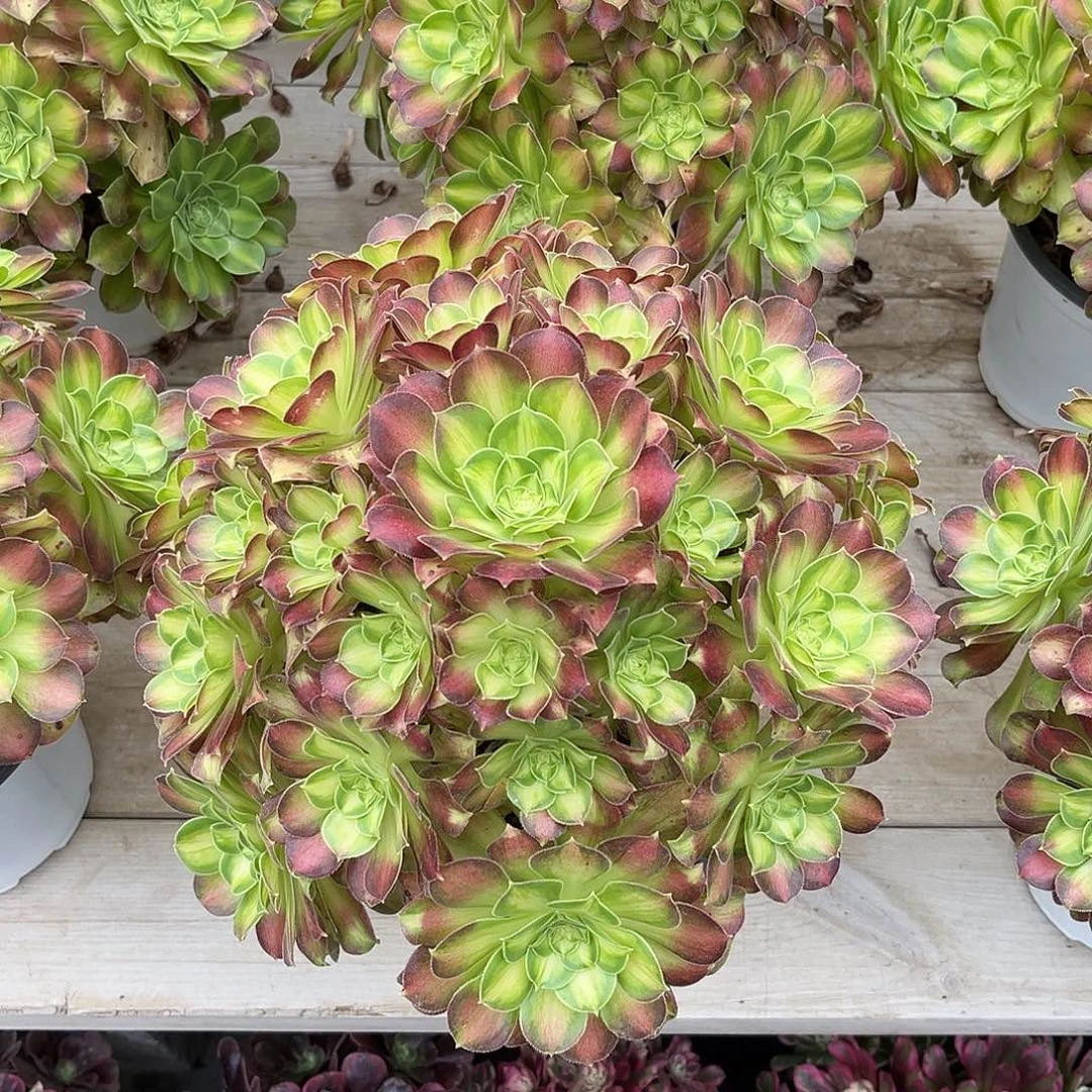 无花朵韶华法师多肉植物漂亮漂亮