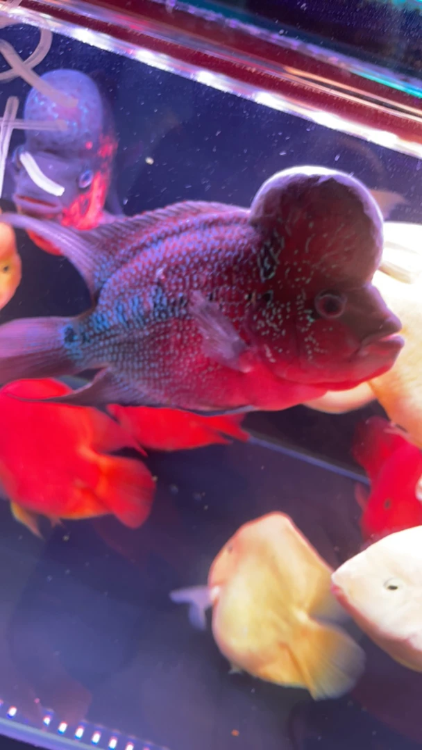 罗汉鱼起头中大型热带鱼龙鱼配鱼杂食鱼活体