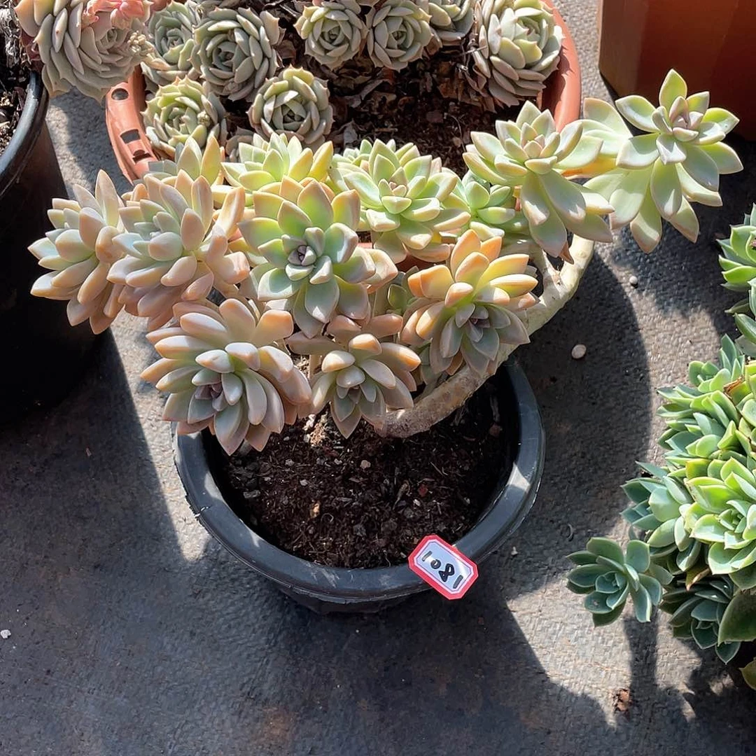 1081淡雪 一物一拍多肉