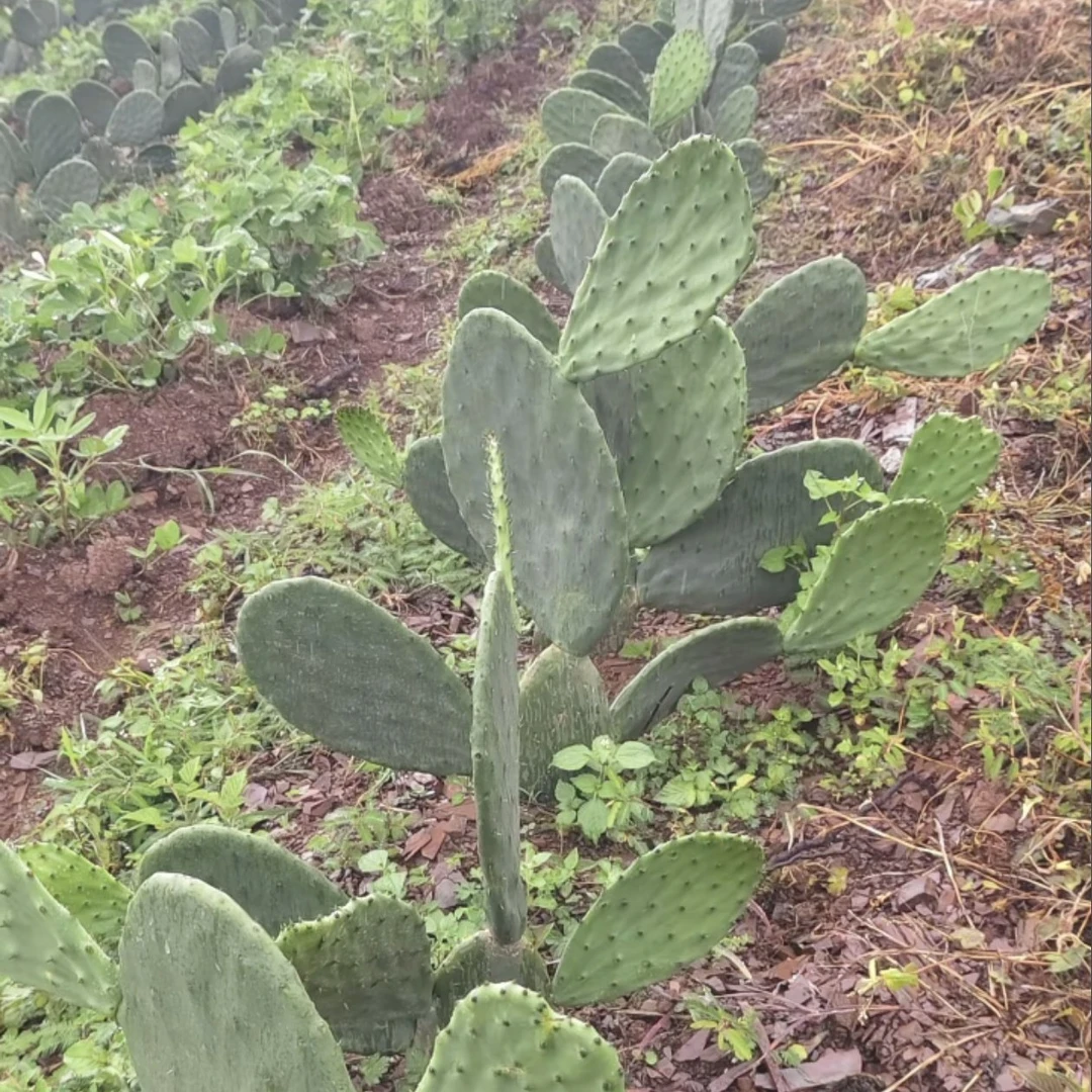 云钻仙人掌种植苗正品家庭绿植仙人掌植物仙人掌盆栽拍一发二正宗