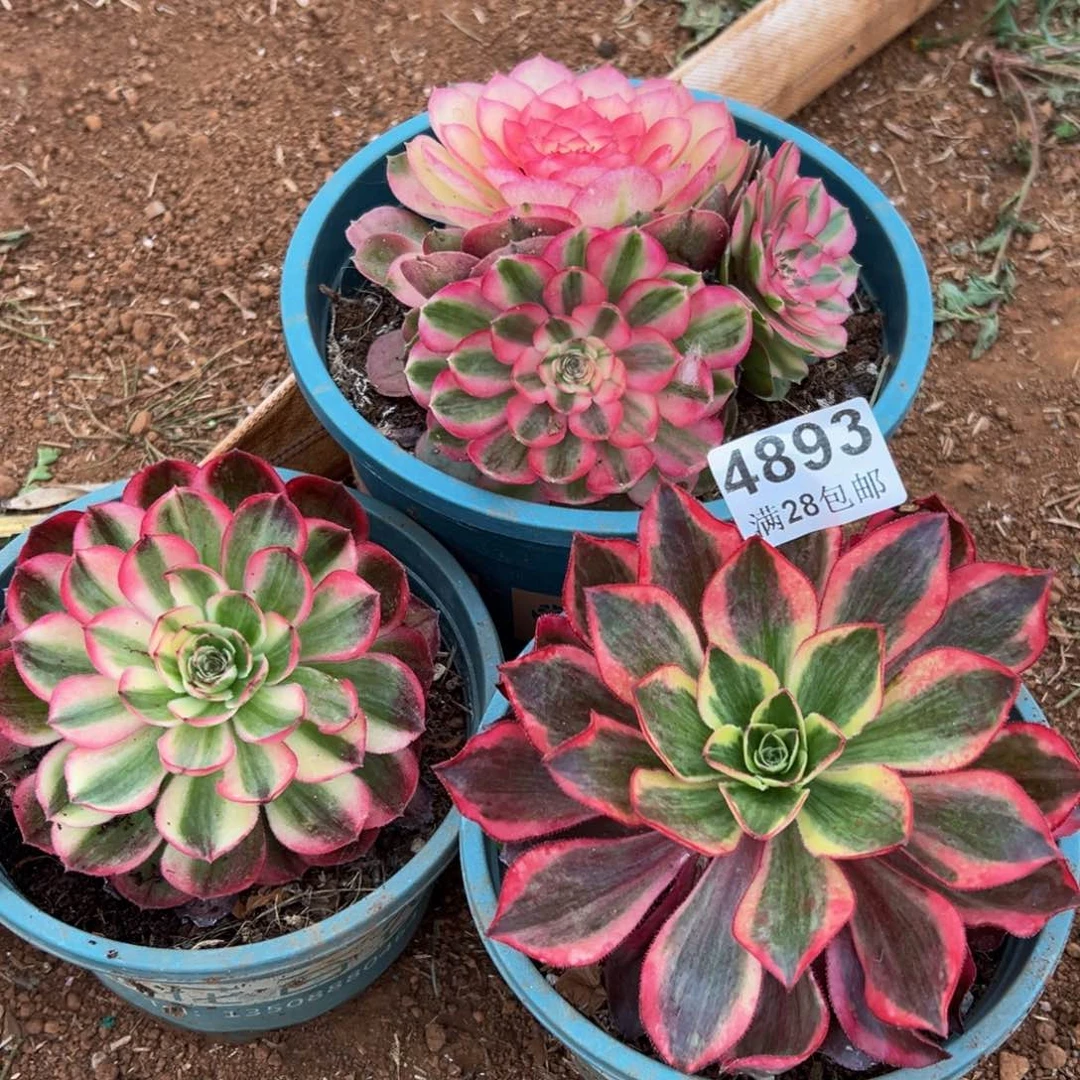 点*多肉植物4893三颗