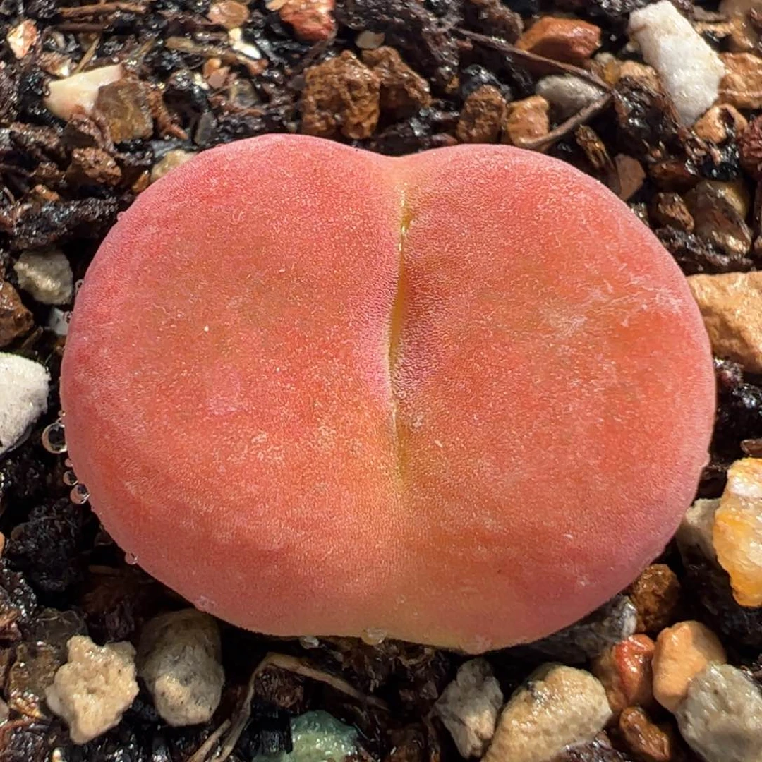 1801.1蟠桃多肉植物百科