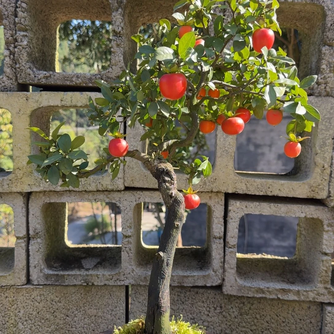 完全开放金弹子盆景