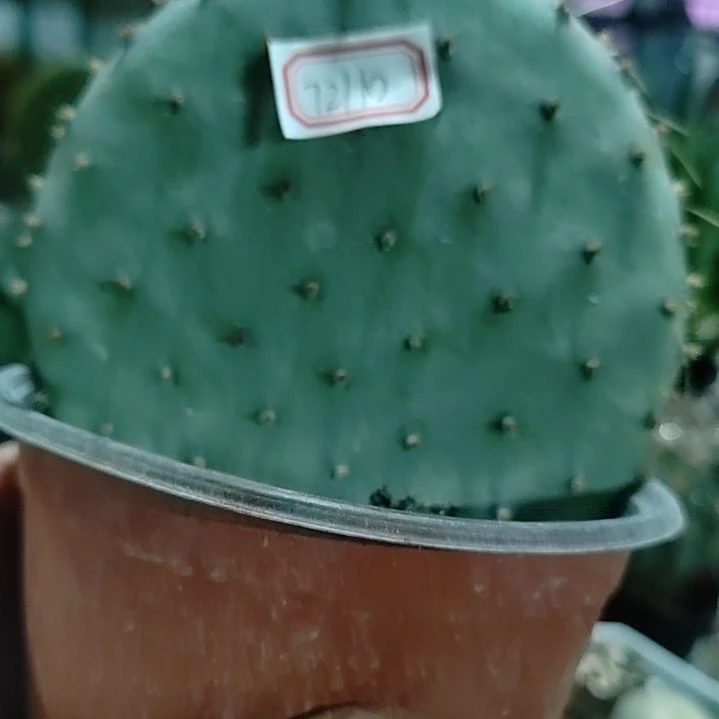 极**影潮流植物胜利塔仙人掌72110