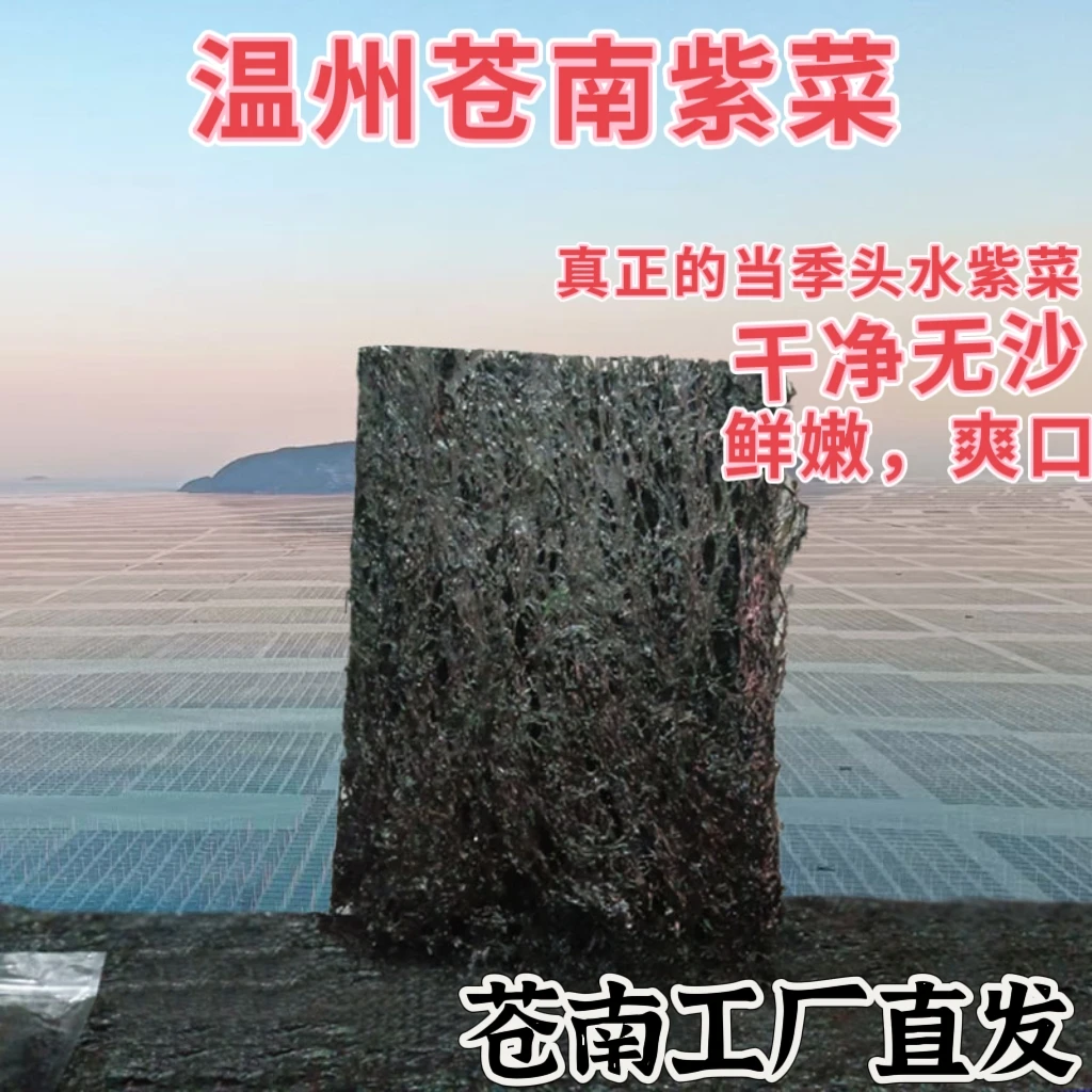 新【头水紫菜】温州特产新货优质头水紫菜无沙无泥源头工厂批发包邮