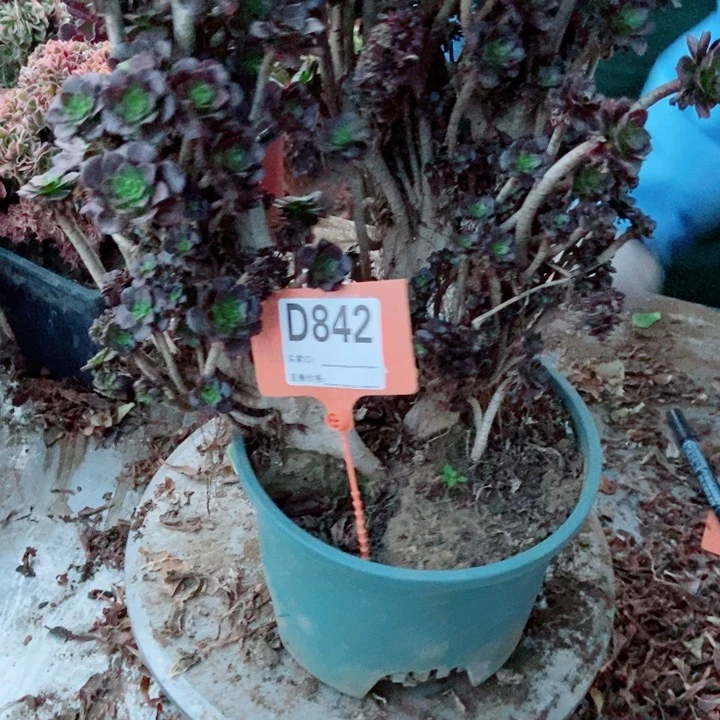 张***姐D842黑缀化老庄老浴缸