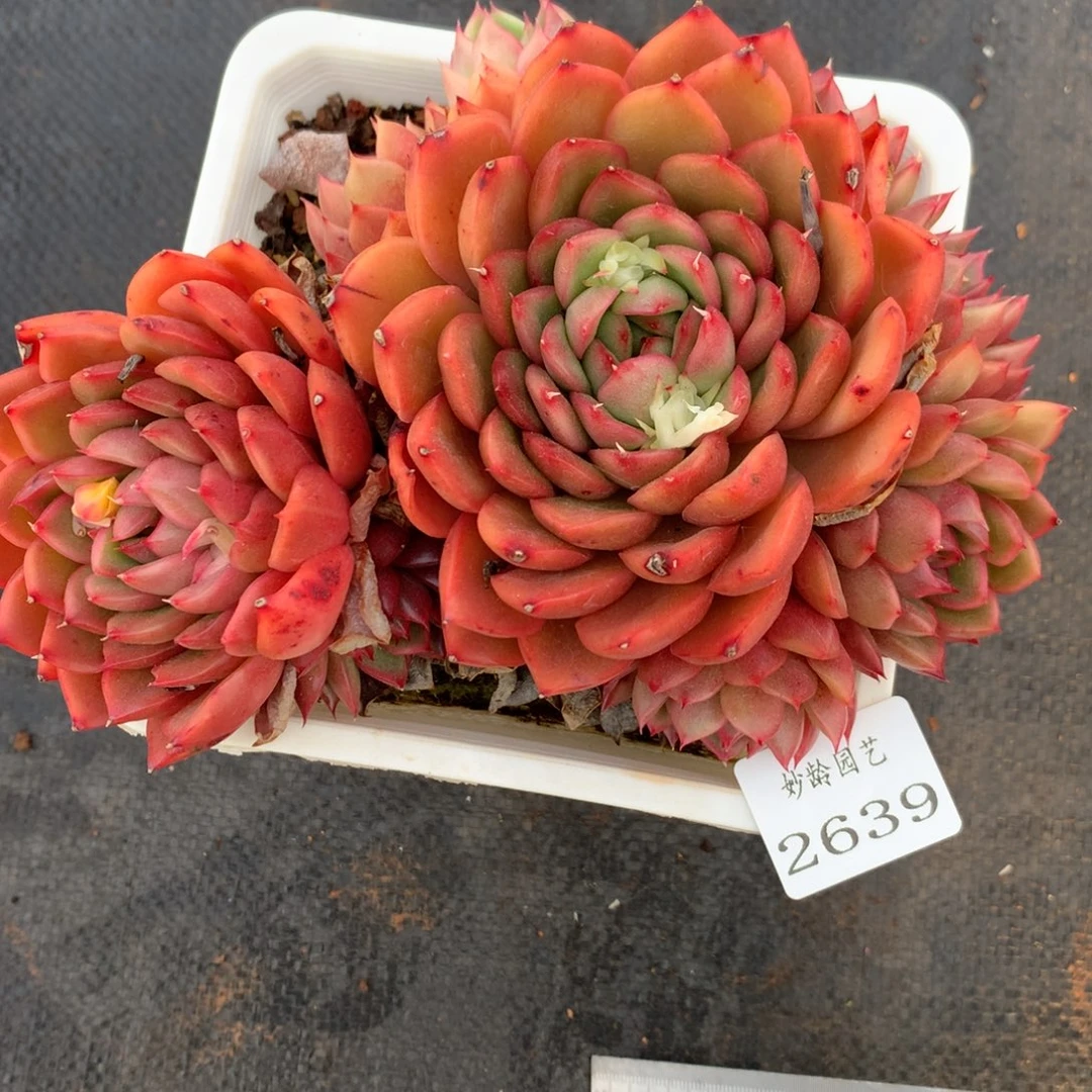 2639杂交精品基地17厘米