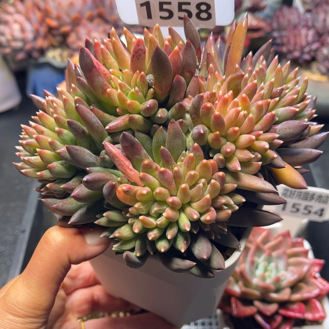 1558 天冷地区必拍保温箱