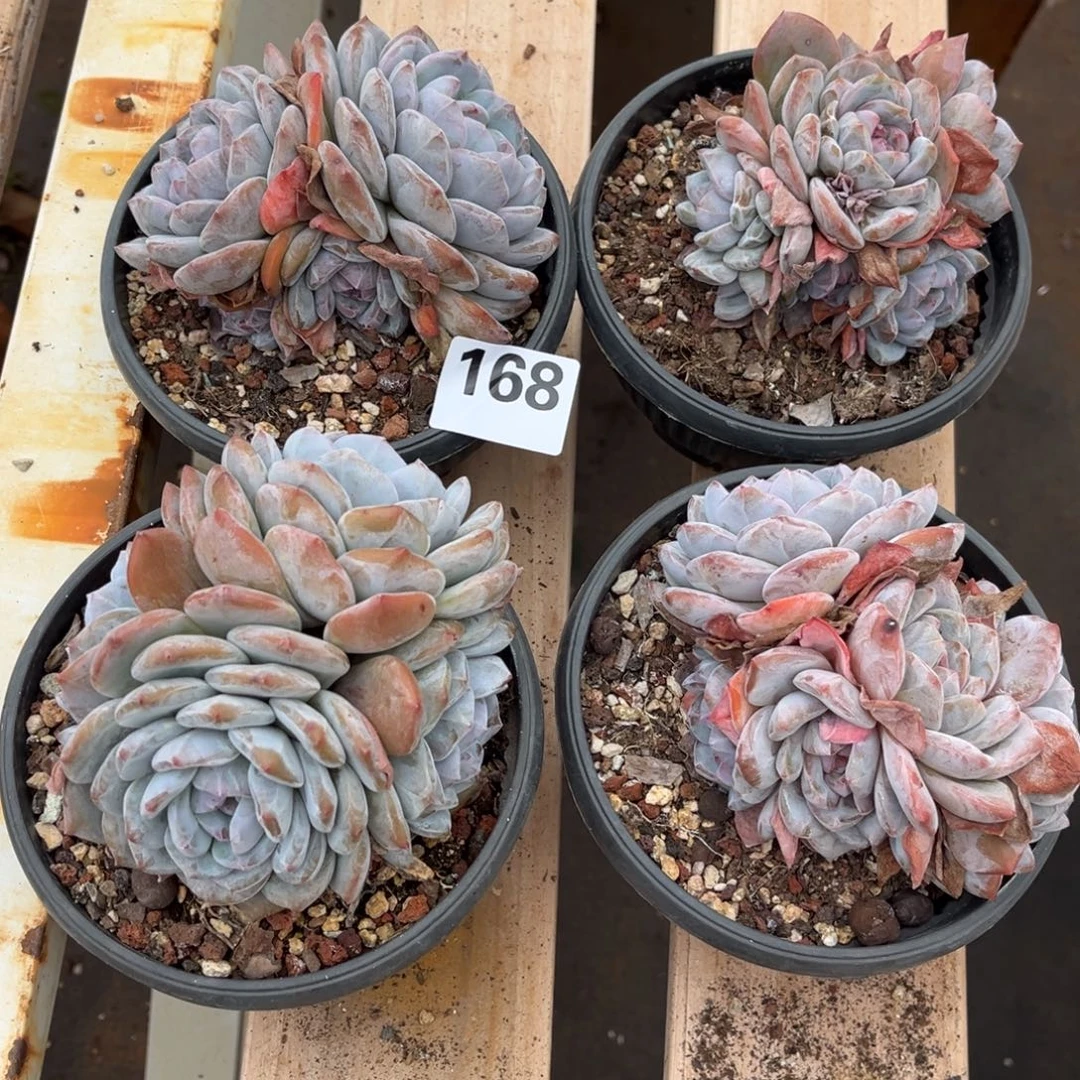 168号新疆西藏内蒙古不包邮