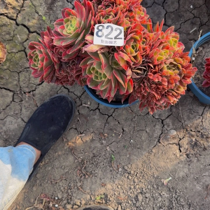 女妖朵朵花29-16包邮花花