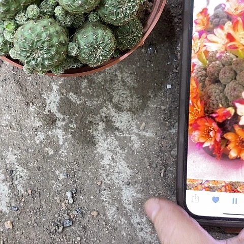 卡莱，8公分左右26890