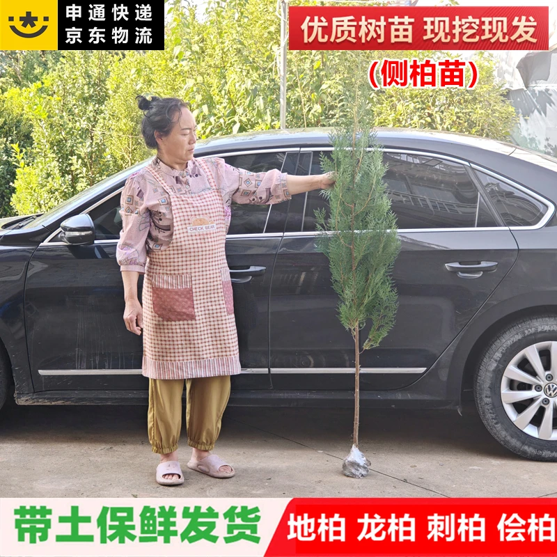 侧柏树苗塔柏扁柏松柏侧柏树苗圆柏园林绿化宝塔松龙柏刺苗带土包