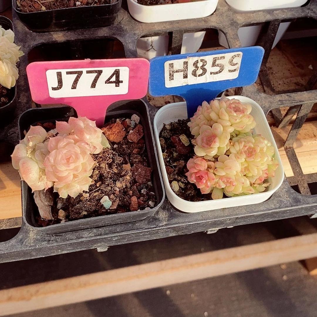 ?*诺麦秆两颗4-6cm不包整群