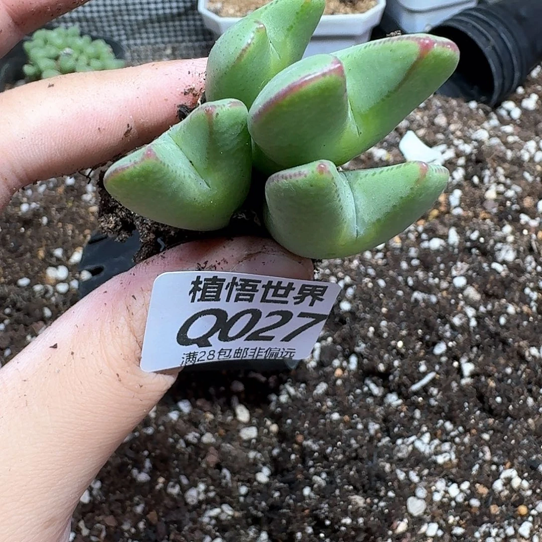多肉植物的润泽尺寸