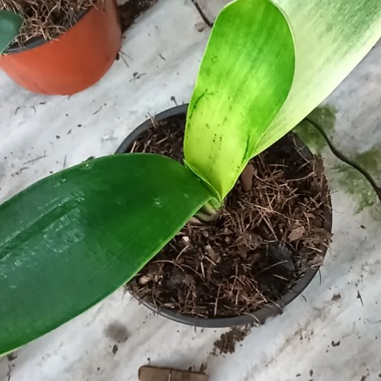 无花朵特色花卉君子兰小苗