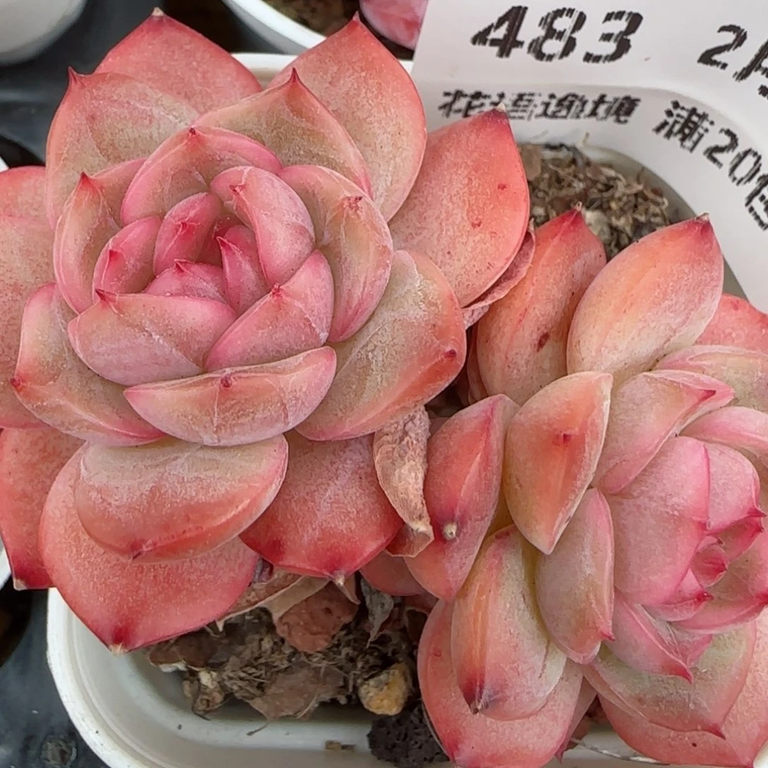 花语逸镜0203-483