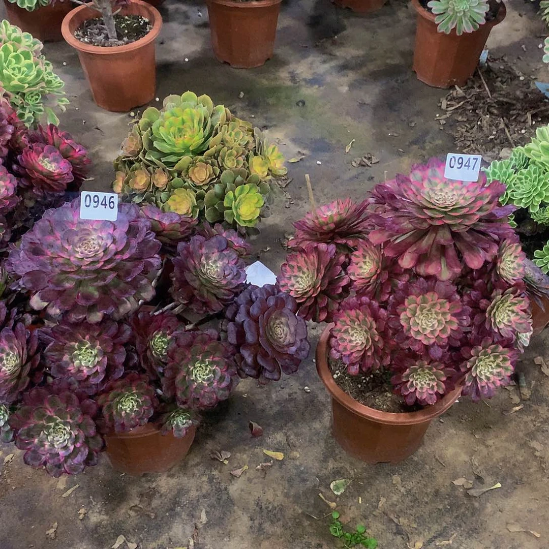 打****觉946.947花888888888多肉