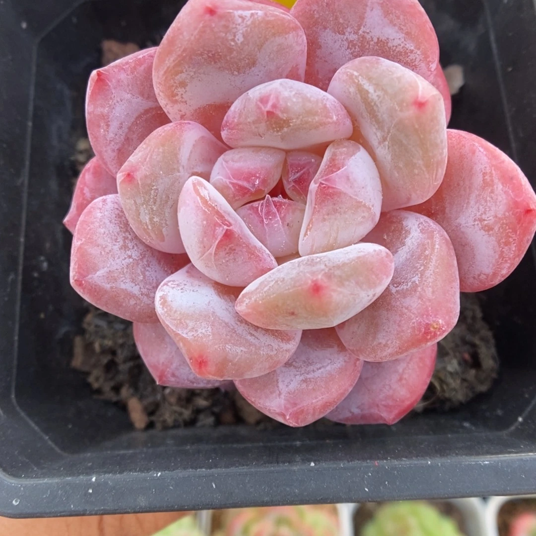 我***去橙梦露846号。