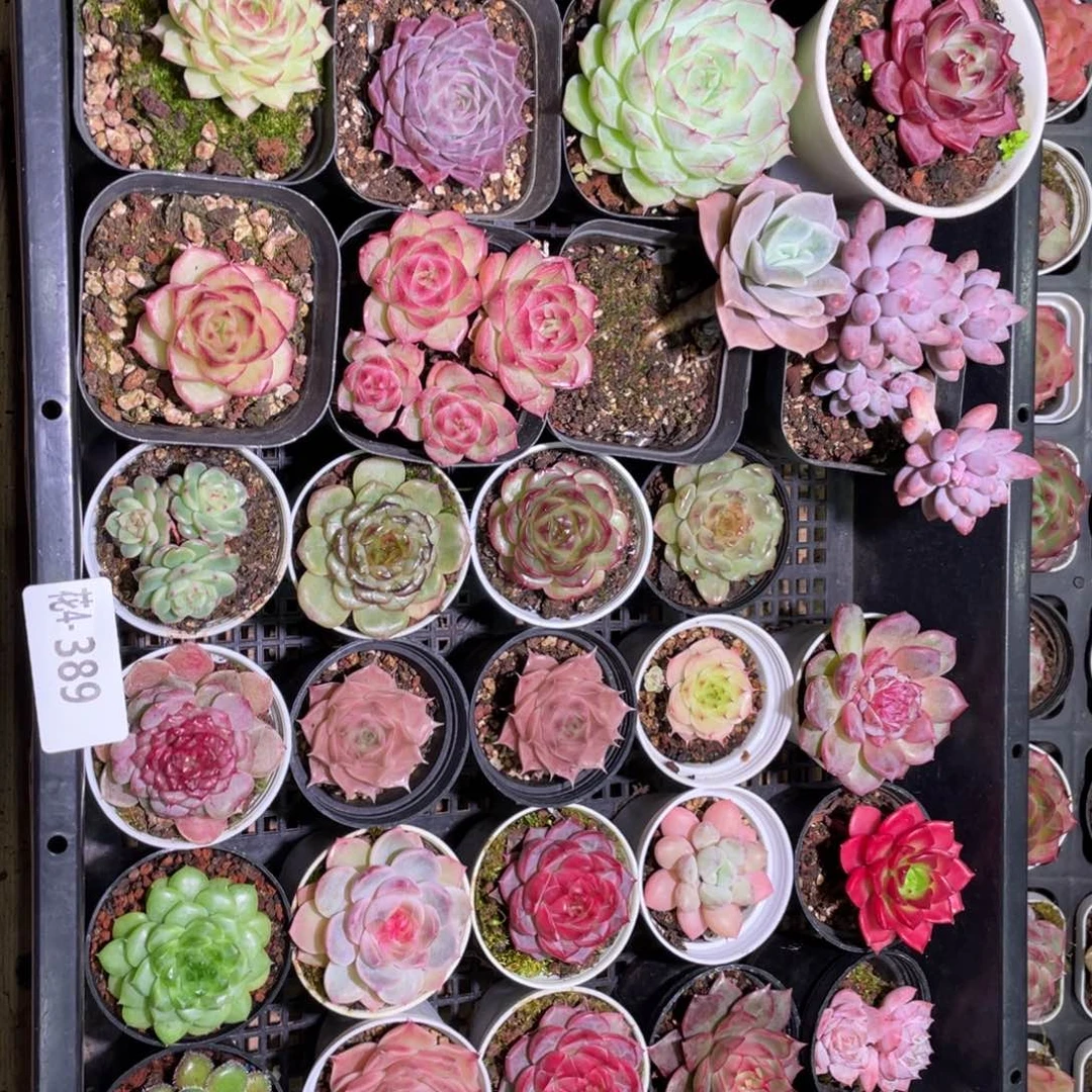 花利美4-389框拍28颗