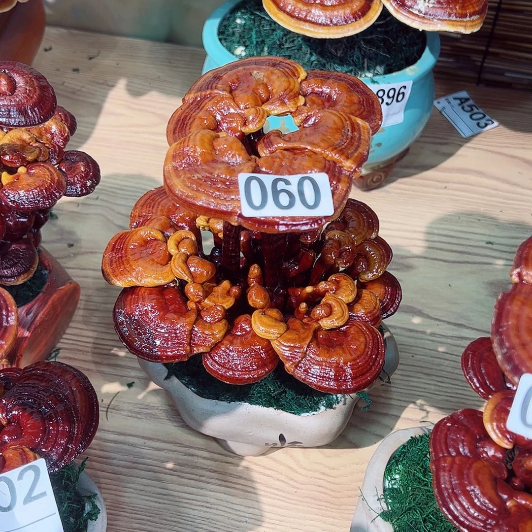 无花朵灵芝盆景060