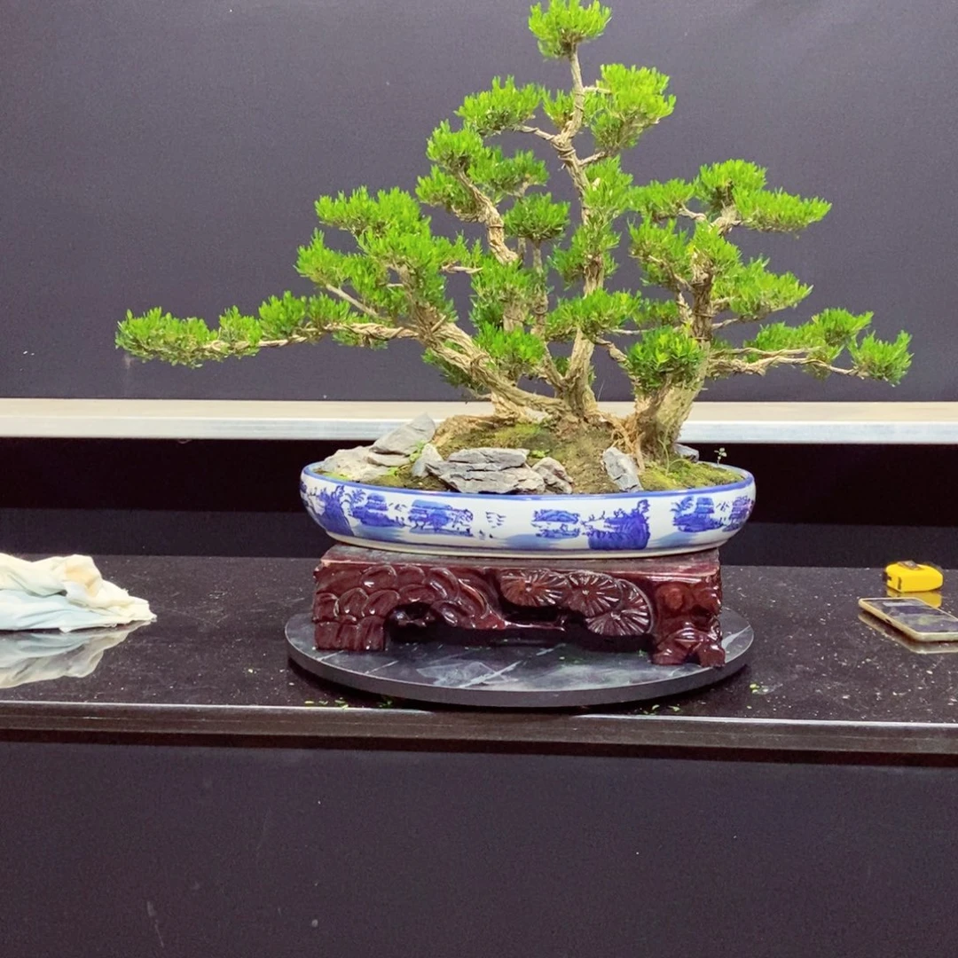 无花朵广东皱皮雀舌黄杨