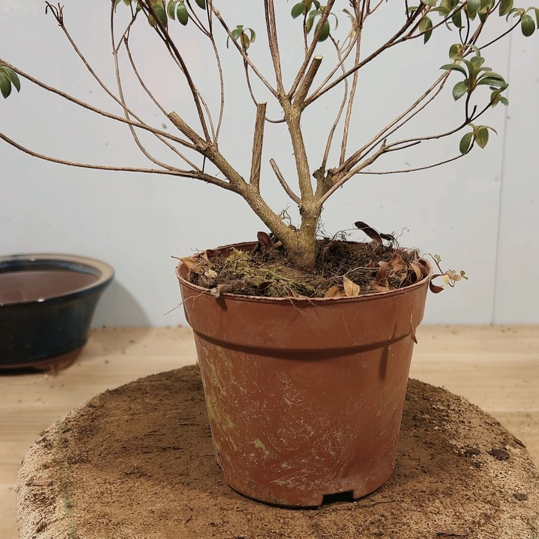 盆景皋月杜鹃八重之月