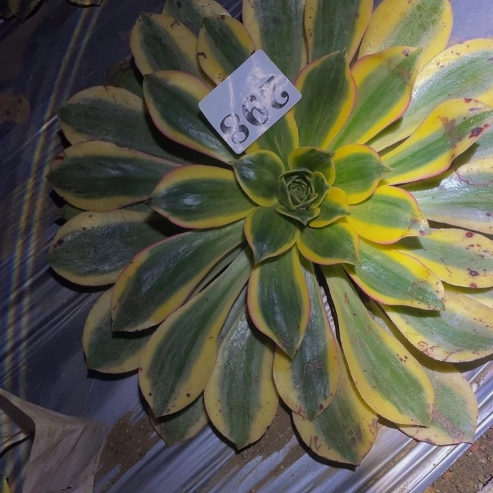 灿烂多肉植物多肉295