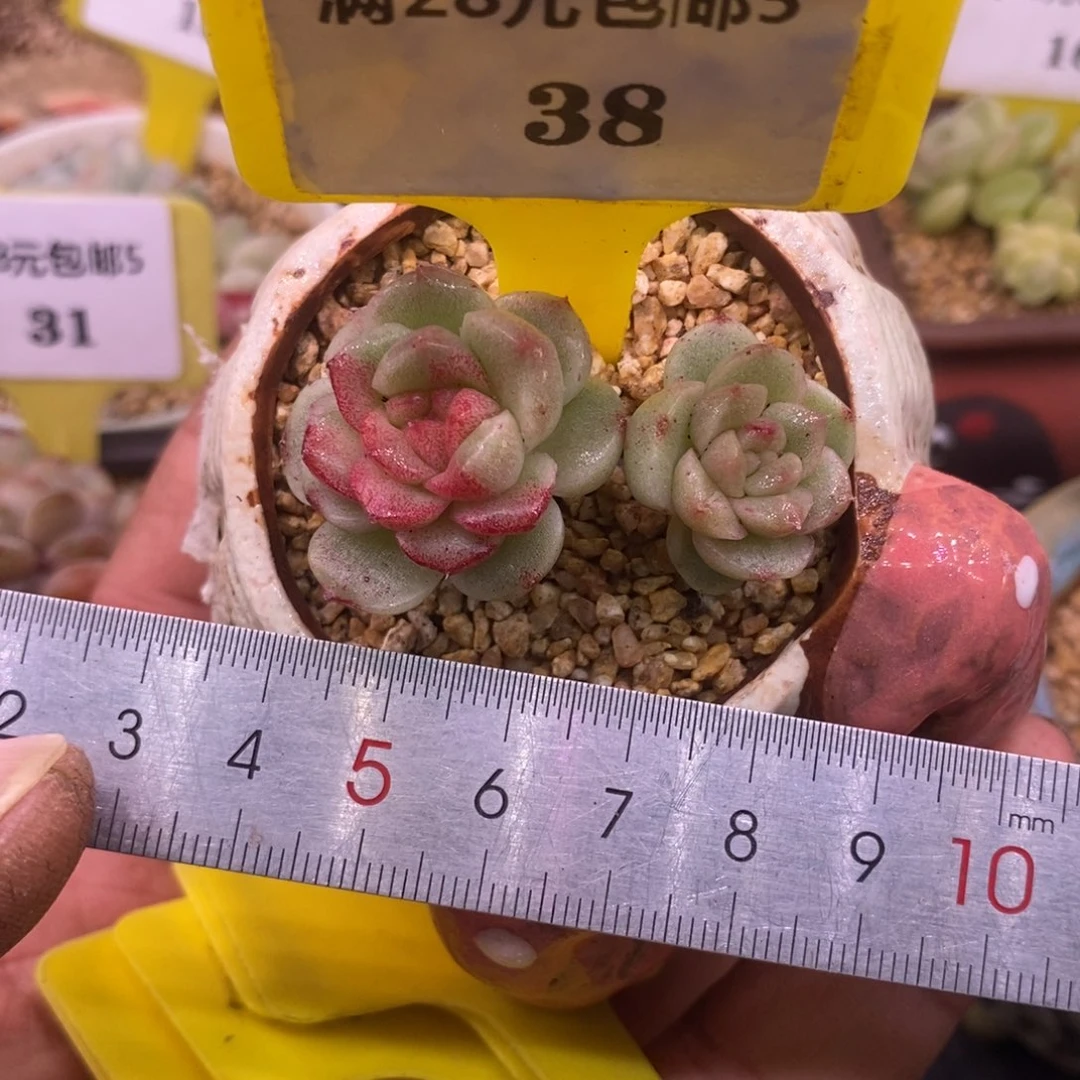 538粉钻锦多肉拉丝