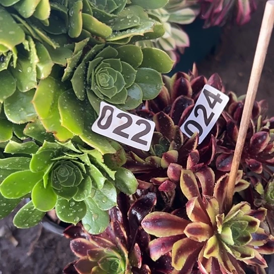 华*多肉植物两个