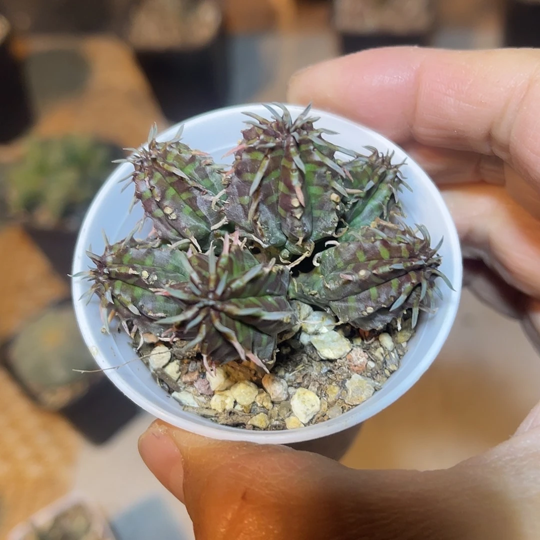 法利达大群一物一拍
