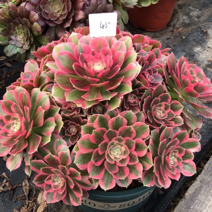 45号 粉女郎 多肉植物