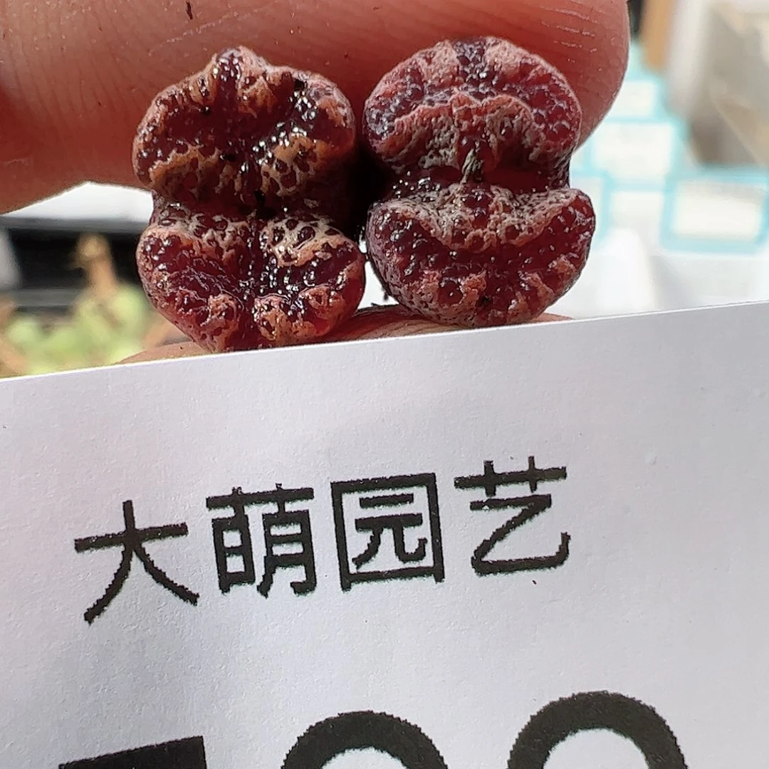 0000500 一物一拍……