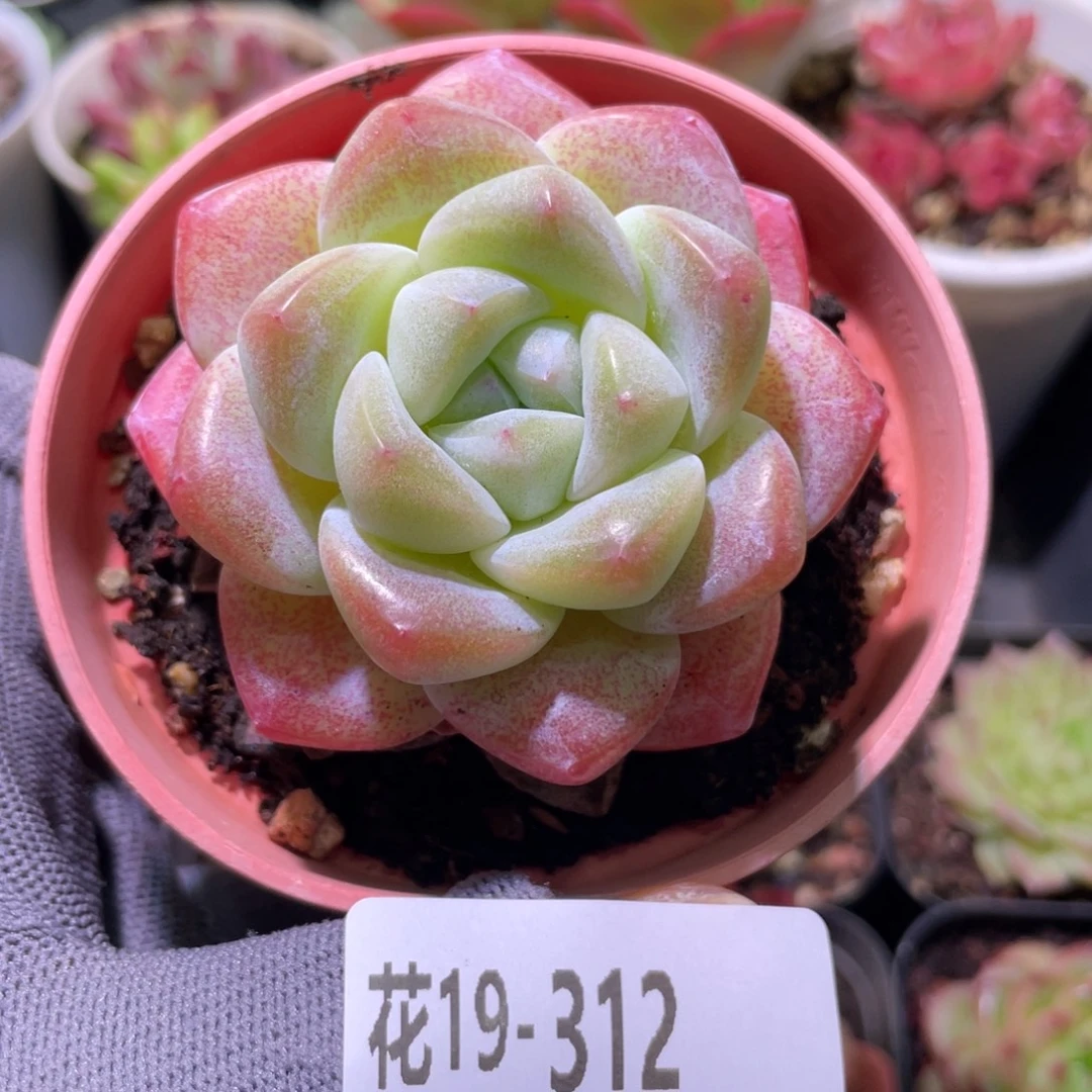 花利美19-312冰玉