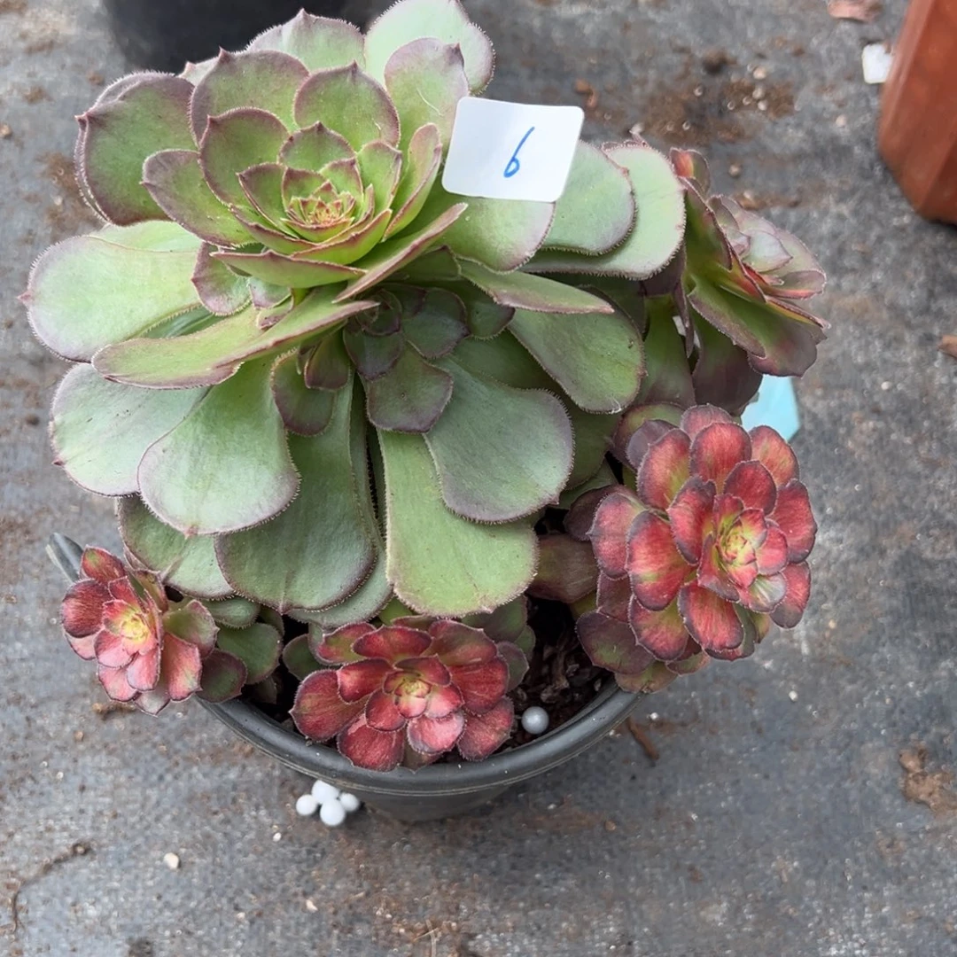 6海王七彩duorouxixixixi