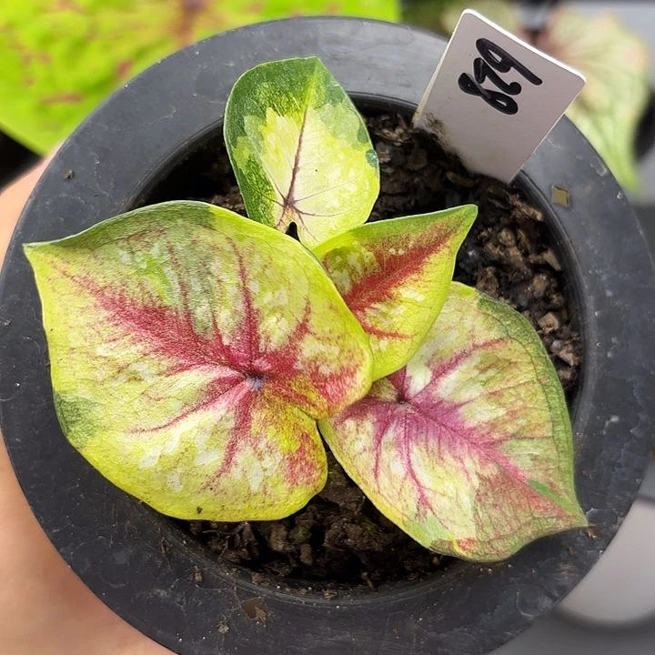 628-0612铜锣帕考G1广东现货