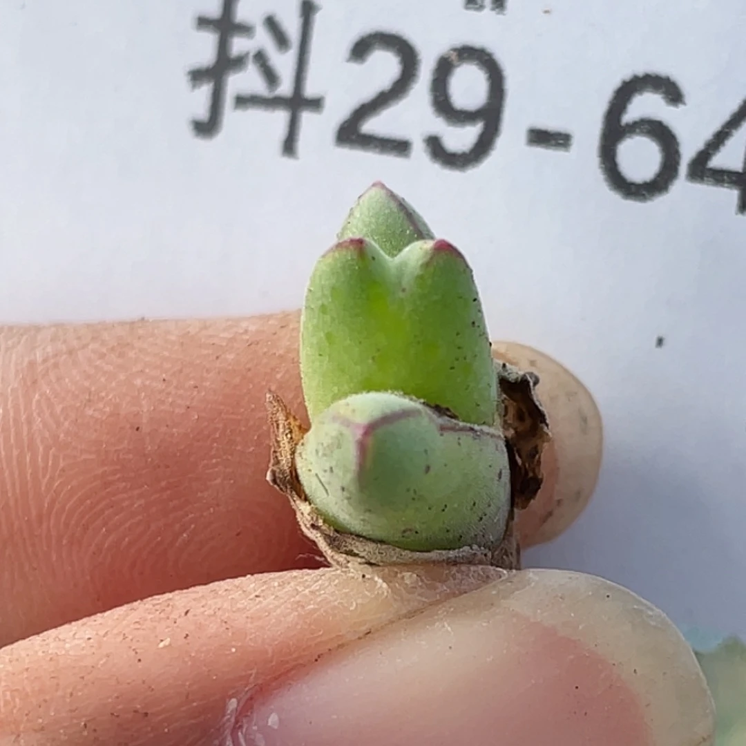 29-64猪蹄多肉植物