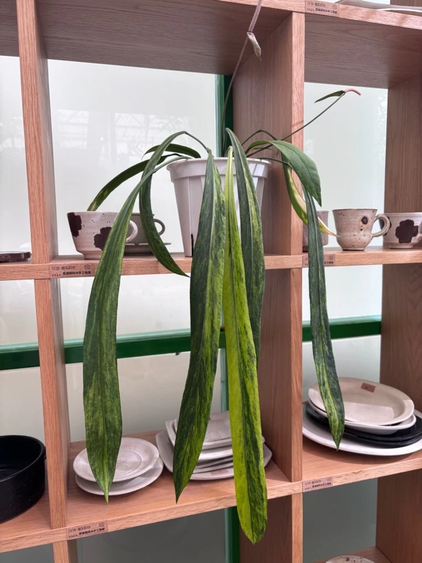 花涧·植系初色（维塔锦领带花烛）小众室内植物