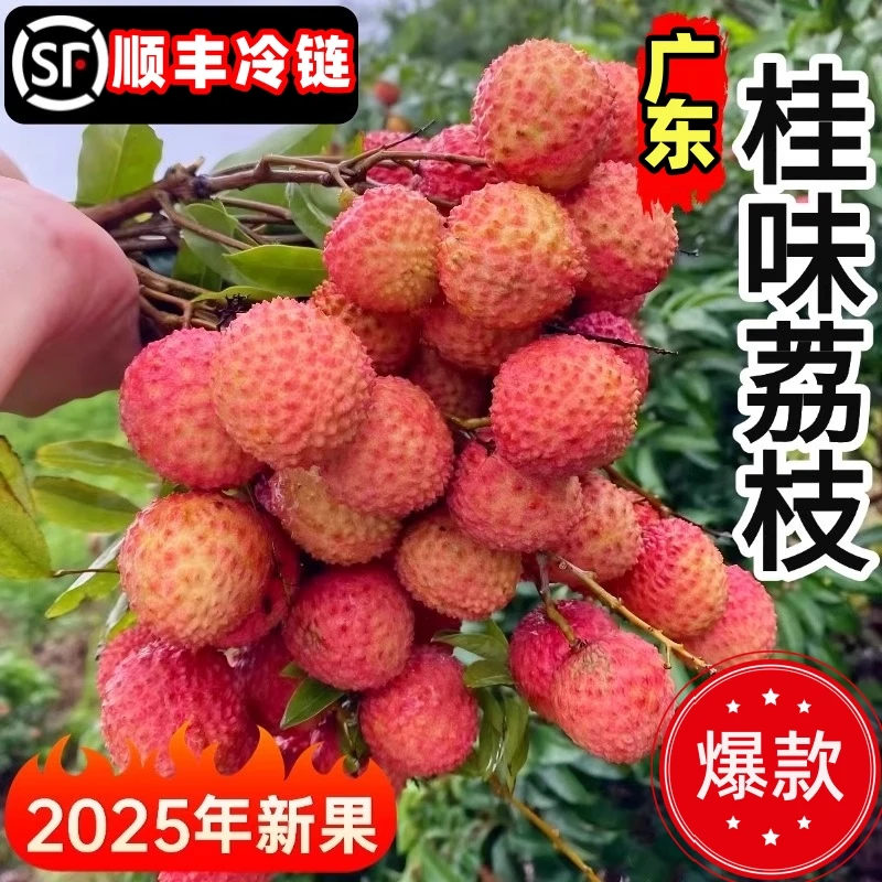 顺丰包邮正宗广东桂味荔枝新鲜水果现摘现发高端大礼盒一整箱