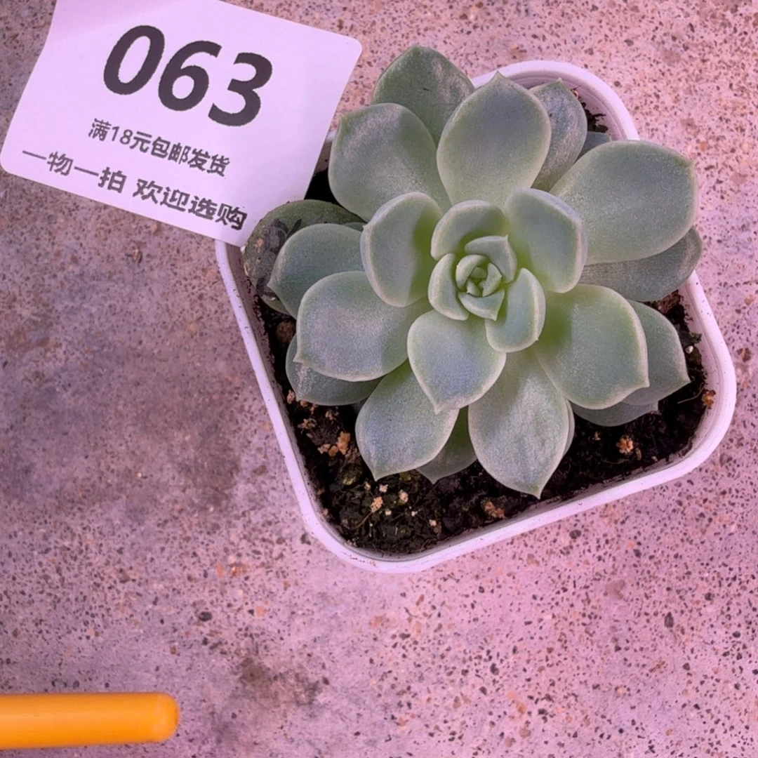 白昼一物一拍063号