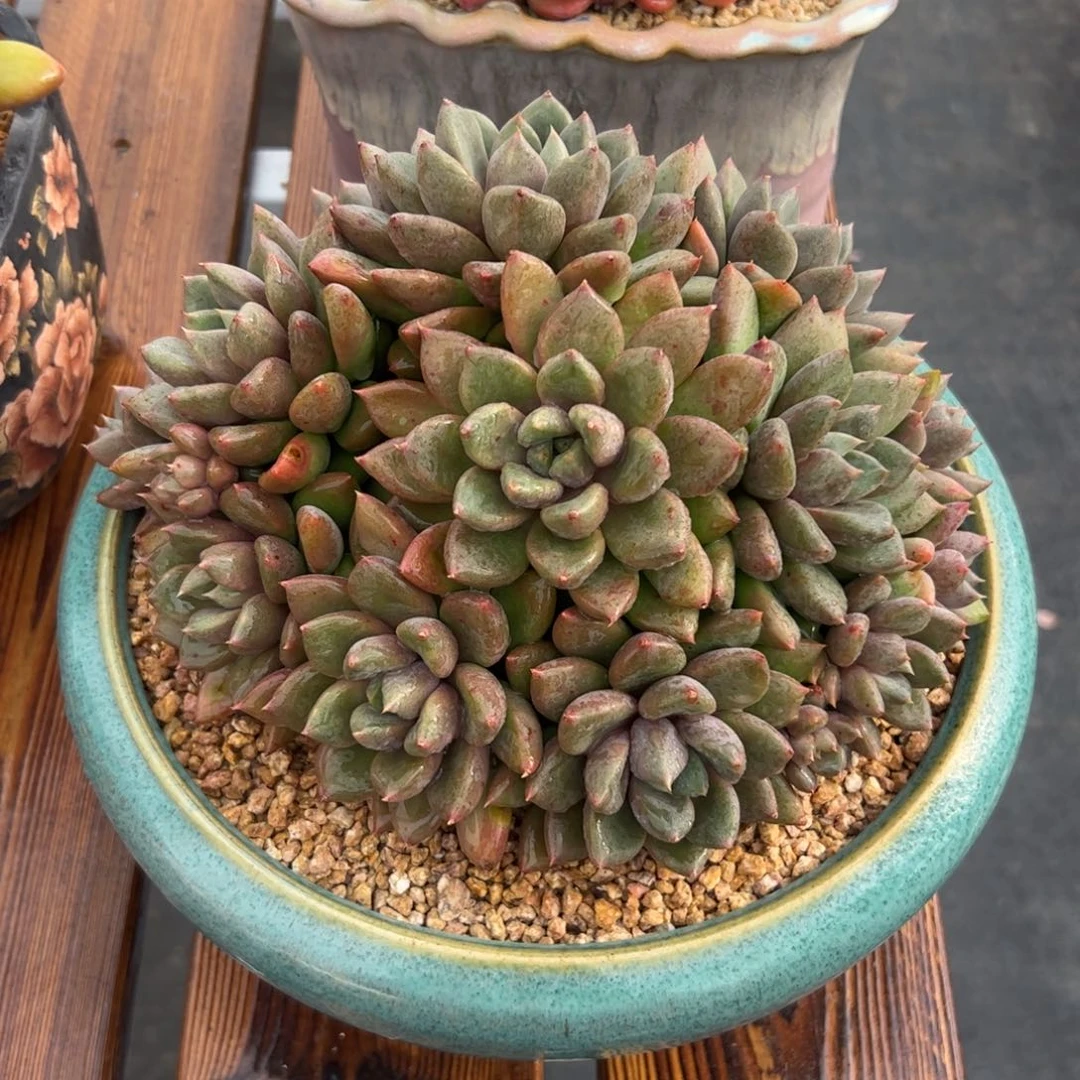 雪***灵红象牙朵朵的多肉植物