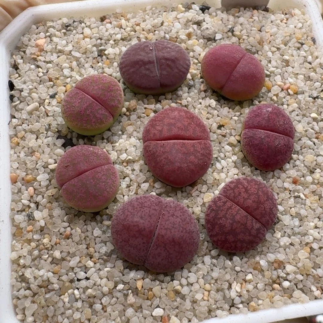 0104-06酒红紫薰套装